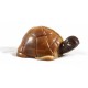 tortue - Vincent Besnard Chocolatier Pâtissier