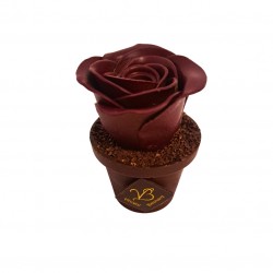Rose en pot
